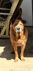 Lost Male Dog last seen Last seen around Rally’s / children’s library near the Little Rock Zoo, Little Rock, AR 72204