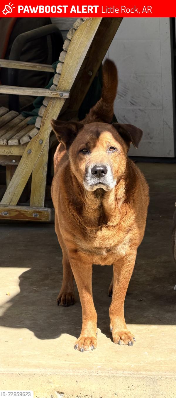 Lost Male Dog last seen Last seen around Rally’s / children’s library near the Little Rock Zoo, Little Rock, AR 72204