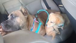 Reunited Female Dog last seen Lakeshore drive, Lakeside, CA 92040