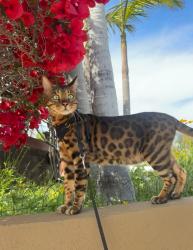 Reunited Male Cat last seen Windward Cir, Los Angeles, CA 90291, USA, Los Angeles, CA 90291