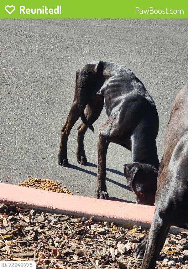 Reunited Unknown Dog last seen Marks Clinton, Fresno, CA 93705