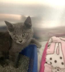 Shelter Stray Female Cat last seen Keller, TX 76248, Keller, TX 76248