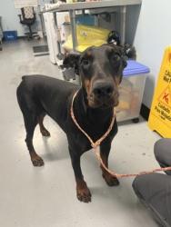 Shelter Stray Female Dog last seen Sacramento, CA 95828, Sacramento, CA 95828