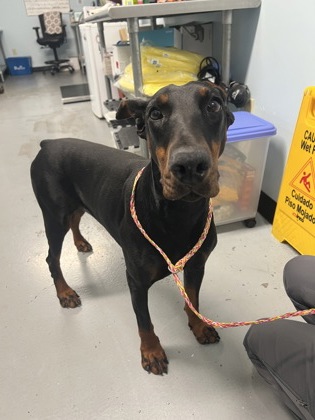 Shelter Stray Female Dog last seen Sacramento, CA 95828, Sacramento, CA 95828