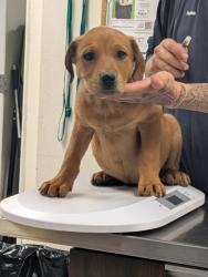 Shelter Stray Female Dog last seen Los Lunas, NM 87031, Los Lunas, NM 87031