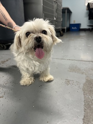 Shelter Stray Male Dog last seen Near SCORPIO DR, SACRAMENTO, CA 95827, Rancho Cordova, CA, Sacramento, CA 95828