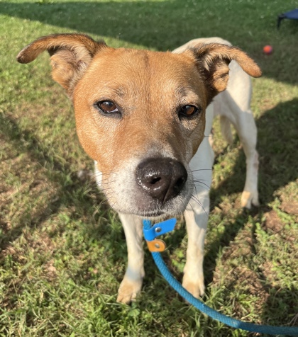 Shelter Stray Female Dog last seen Near Dennis Dr, 30032, GA, Atlanta, GA 30341