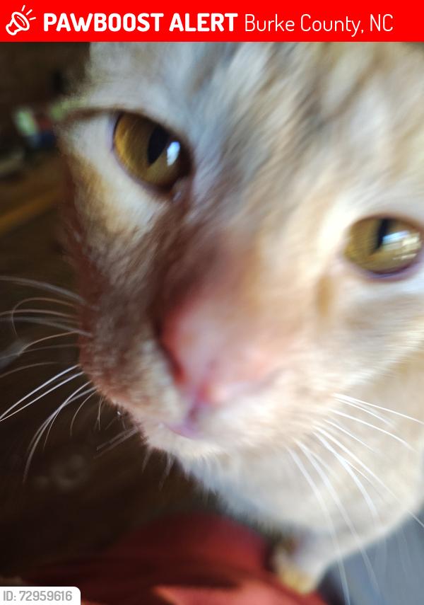 Lost Male Cat last seen In our driveway, Burke County, NC 28655