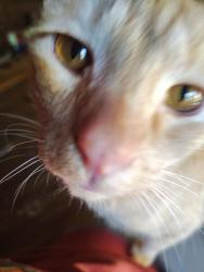 Lost Male Cat last seen In our driveway, Burke County, NC 28655