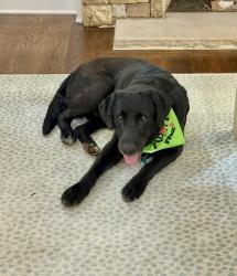Shelter Stray Male Dog last seen Near Browning Chase Drive Tucker, 30084, 30084, GA, Atlanta, GA 30341