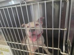 Shelter Stray Male Dog last seen Georgetown, TX 78626, Georgetown, TX 78626