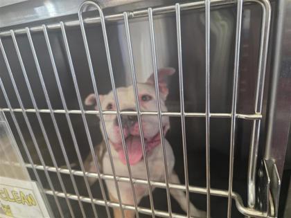 Shelter Stray Male Dog last seen Georgetown, TX 78626, Georgetown, TX 78626