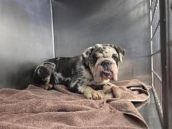 Shelter Stray Female Dog last seen Round Rock, TX 78664, Georgetown, TX 78626