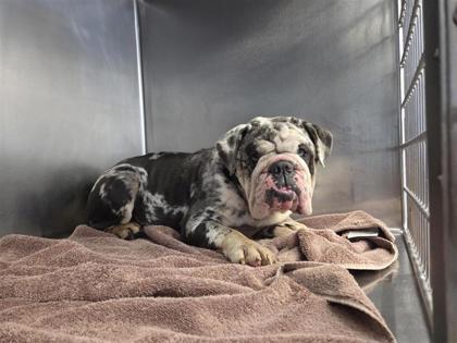 Shelter Stray Female Dog last seen Round Rock, TX 78664, Georgetown, TX 78626
