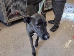 Shelter Stray Female Dog last seen Williamson County, TX , Georgetown, TX 78626