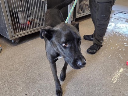 Shelter Stray Female Dog last seen Williamson County, TX , Georgetown, TX 78626