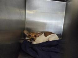 Shelter Stray Male Dog last seen Williamson County, TX , Georgetown, TX 78626