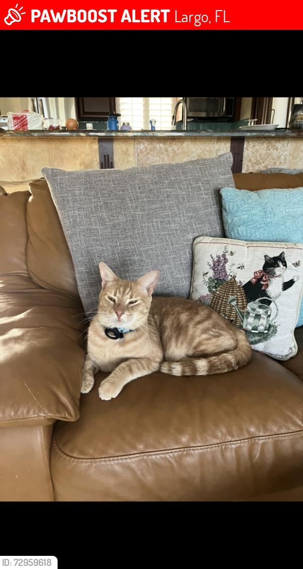Lost Male Cat last seen Largo Golf Course, Largo, FL 33774