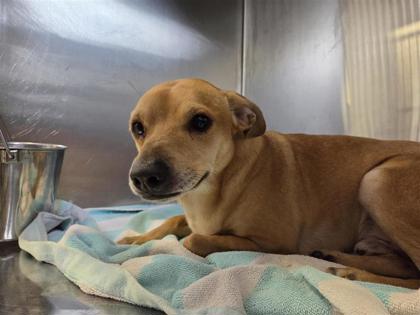 Shelter Stray Male Dog last seen Williamson County, TX , Georgetown, TX 78626