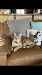Lost Male Cat last seen Largo Golf Course, Largo, FL 33774