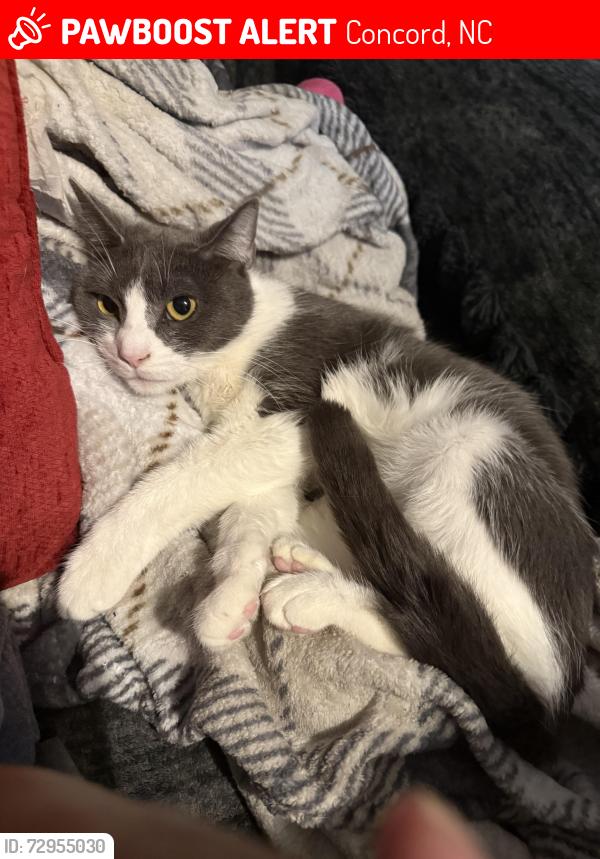 Lost Female Cat last seen Davidson Highway, Concord, NC 28027