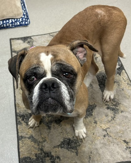 Shelter Stray Female Dog last seen Near Snow Dr, 75150, TX, Mesquite, TX 75149