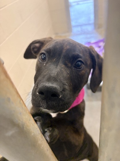 Shelter Stray Female Dog last seen Goose Creek, SC 29445, North Charleston, SC 29406