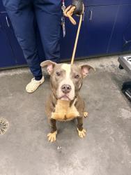 Shelter Stray Male Dog last seen Ladson, SC 29456, North Charleston, SC 29406