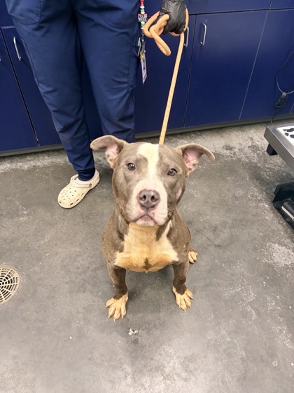 Shelter Stray Male Dog last seen Ladson, SC 29456, North Charleston, SC 29406