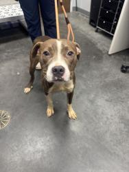 Shelter Stray Female Dog last seen Ladson, SC 29456, North Charleston, SC 29406