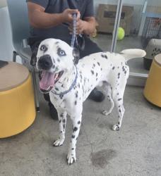 Shelter Stray Male Dog last seen , TX , Fort Worth, TX 76119
