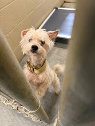 Shelter Stray Male Dog last seen Goose Creek, SC 29445, North Charleston, SC 29406