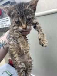 Shelter Stray Female Cat last seen Fort Worth, TX 76103, Fort Worth, TX 76119