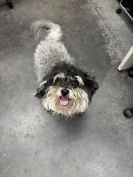 Shelter Stray Male Dog last seen Summerville, SC 29486, North Charleston, SC 29406