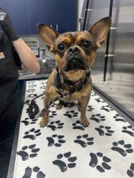 Shelter Stray Male Dog last seen Hanahan, SC 29410, North Charleston, SC 29406