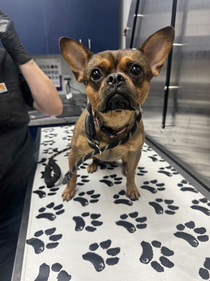 Shelter Stray Male Dog last seen Hanahan, SC 29410, North Charleston, SC 29406