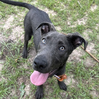 Shelter Stray Male Dog last seen Brazos County, TX , Bryan, TX 77807