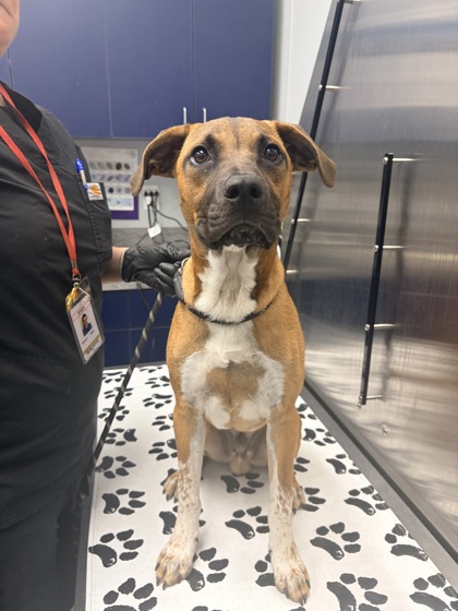 Shelter Stray Male Dog last seen Bonneau, SC 29431, North Charleston, SC 29406