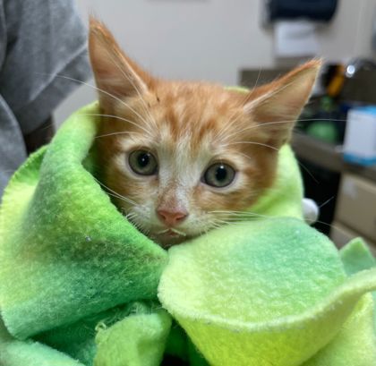Shelter Stray Male Cat last seen College Station, TX 77845, Bryan, TX 77807