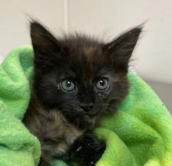 Shelter Stray Female Cat last seen College Station, TX 77845, Bryan, TX 77807