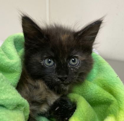 Shelter Stray Female Cat last seen College Station, TX 77845, Bryan, TX 77807
