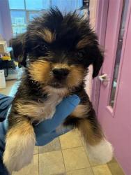 Shelter Stray Male Dog last seen El Paso, TX 79925, Fort Bliss, TX 79906