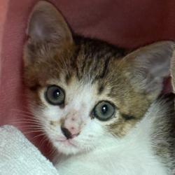 Shelter Stray Female Cat last seen Cross St/Seasnh St, City of College Station, TX, 5359 Leonard Rd, Bryan, TX 77807, USA