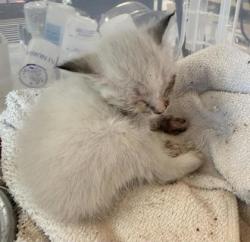 Shelter Stray Female Cat last seen Near Pelicano Dr, CITY of El Paso, TX, Fort Bliss, TX 79906