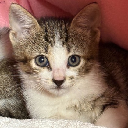Shelter Stray Female Cat last seen Cross St/Seasnh St, City of College Station, TX, 5359 Leonard Rd, Bryan, TX 77807, USA