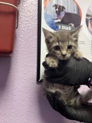 Shelter Stray Female Cat last seen El Paso, TX 79912, Fort Bliss, TX 79906