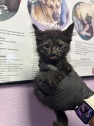 Shelter Stray Male Cat last seen El Paso, TX 79912, Fort Bliss, TX 79906