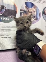 Shelter Stray Female Cat last seen El Paso, TX 79912, Fort Bliss, TX 79906