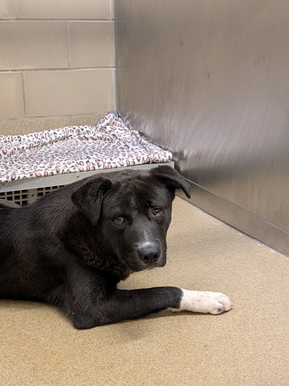 Shelter Stray Male Dog last seen Cedar Hill, TX 75104, Cedar Hill, TX 75104
