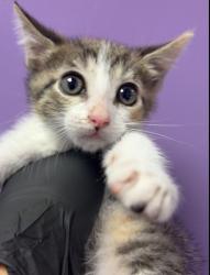 Shelter Stray Female Cat last seen El Paso, TX 79932, Fort Bliss, TX 79906